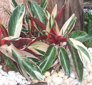 Ctenanthe Oppenheimiana